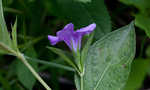 Limestone wild petunia